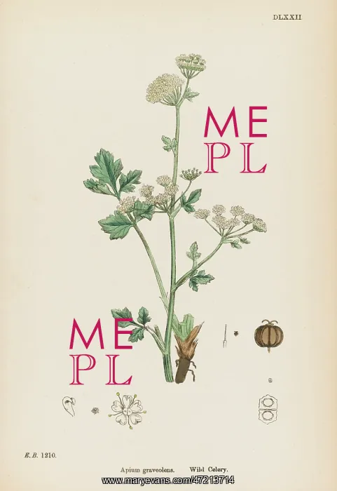  : PLANTS / APIUM GRAVEOLENS