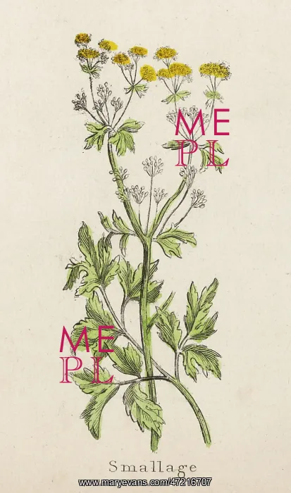  : PLANTS / APIUM GRAVEOLENS