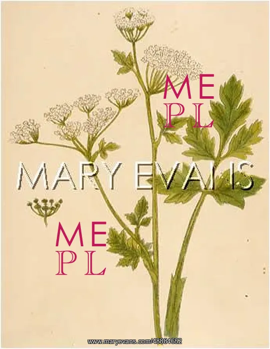: PLANTS / APIUM GRAVEOLENS : PLANTS / APIUM GRAVEOLENS