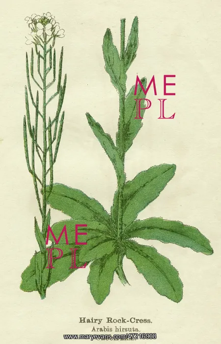  : PLANTS / ARABIS HIRSUTA
