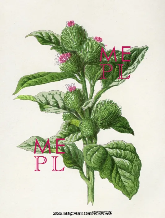  : PLANTS / ARCTIUM LAPPA