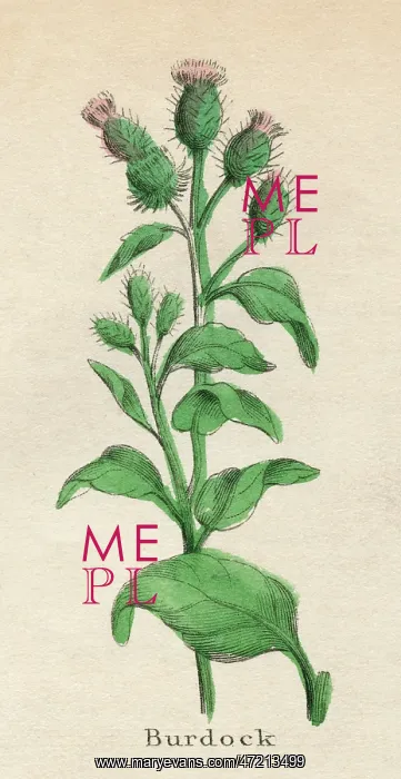  : PLANTS / ARCTIUM LAPPA