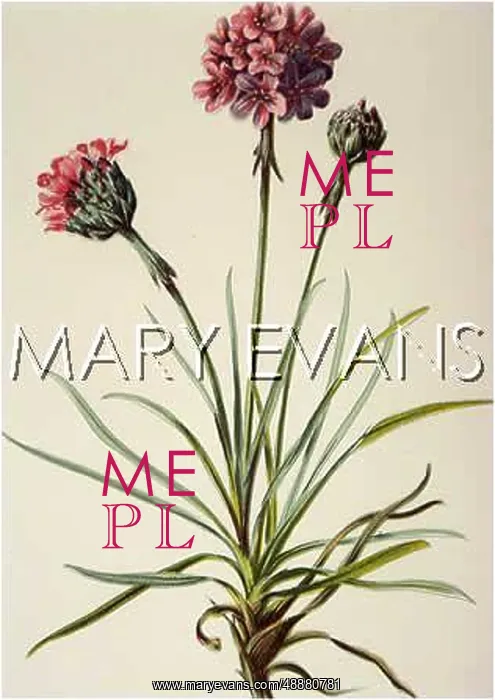  : PLANTS / ARMERIA MARITIMA