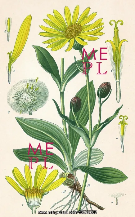  : PLANTS / ARNICA MONTANA