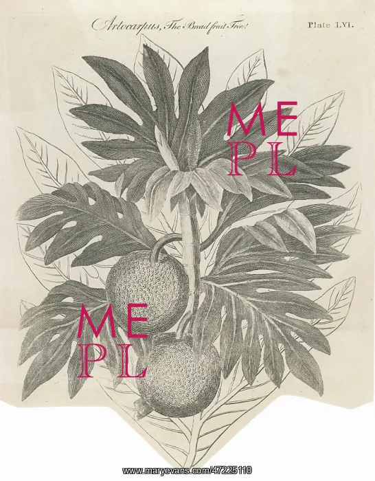 : PLANTS / ARTOCARPUS INCISA