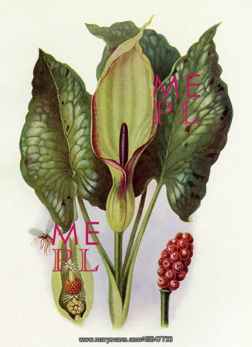  : PLANTS / ARUM MACULATUM