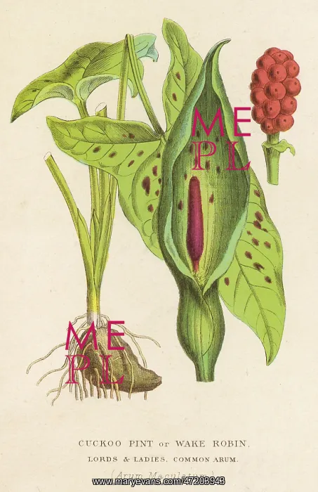 : PLANTS / ARUM MACULATUM : PLANTS / ARUM MACULATUM