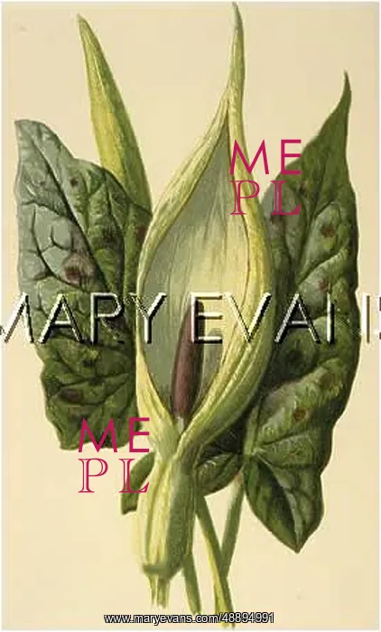  : PLANTS / ARUM MACULATUM