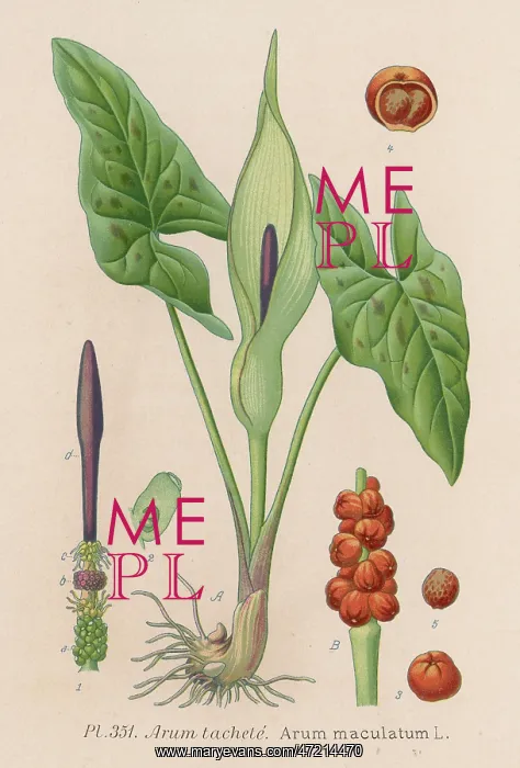 : Plants - Arum Maculatum - Cuckoo-pint : Plants - Arum Maculatum - Cuckoo-pint