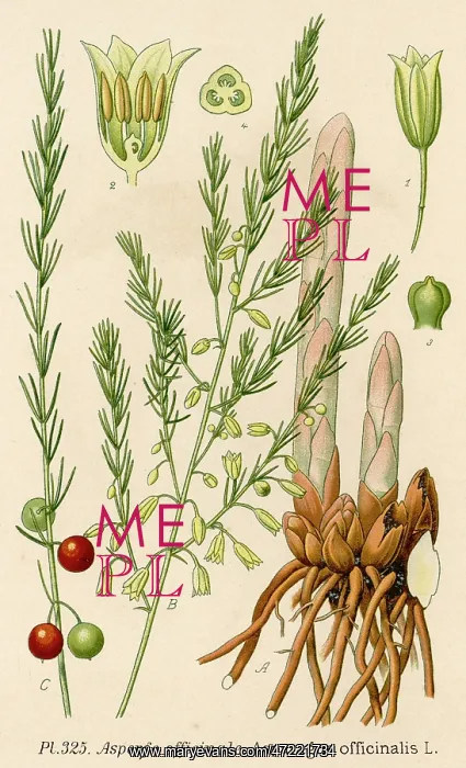  : PLANTS / ASPARAGUS