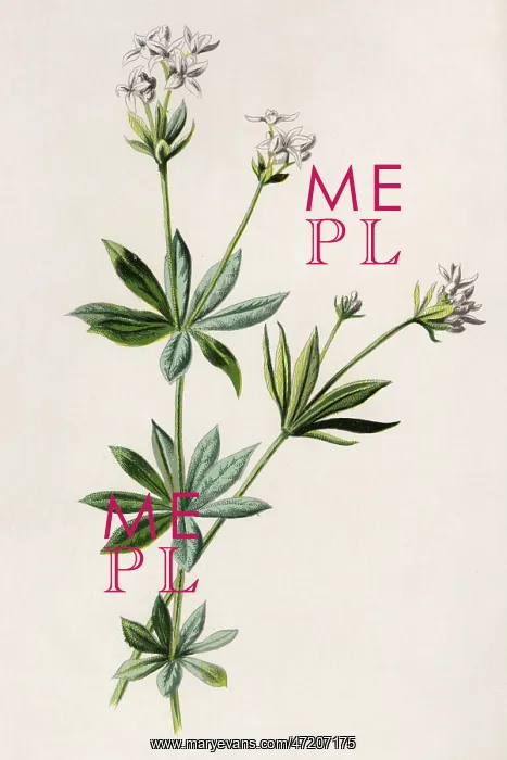  : PLANTS / ASPERULA ODORATA