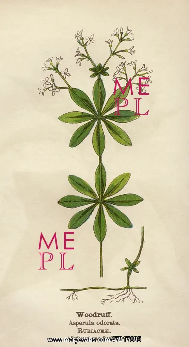  : PLANTS / ASPERULA ODORATA