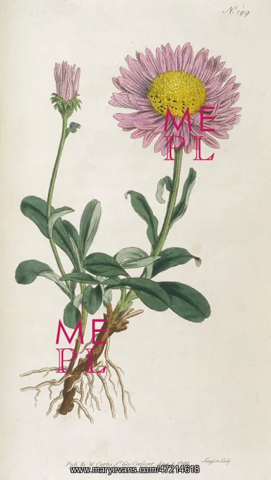  : Plants - Aster Alpinus
