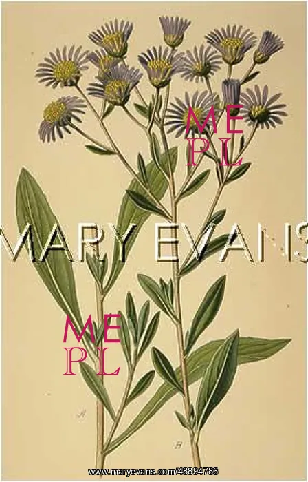  : PLANTS / ASTER AMELLUS
