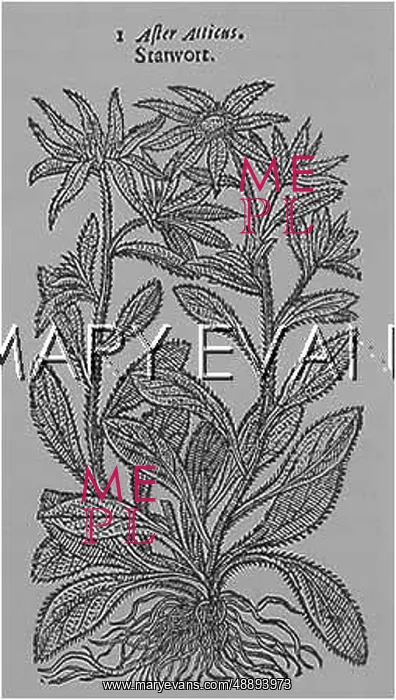  : PLANTS / ASTER SP