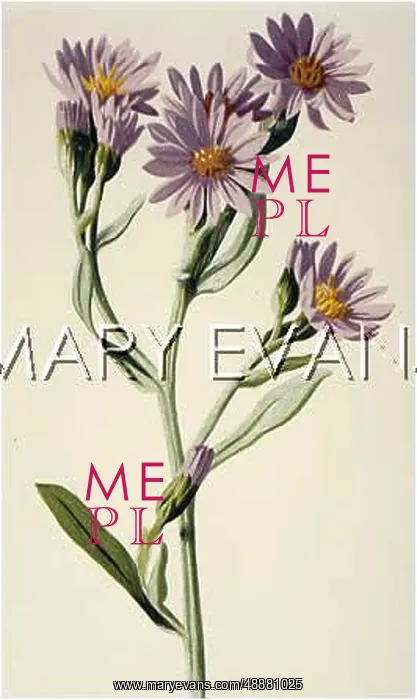  : PLANTS / ASTER TRIPOLIUM