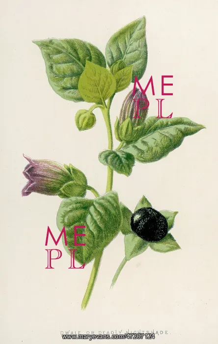  : Plants - Atropa Belladonna
