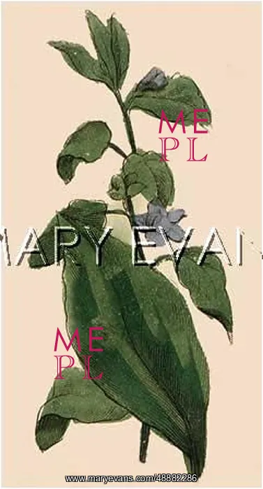  : PLANTS / ATROPA BELLADONNA