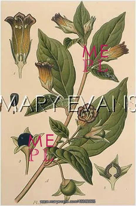  : PLANTS / ATROPA BELLADONNA