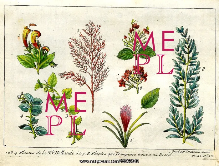  : Plants From Australia and Brazil