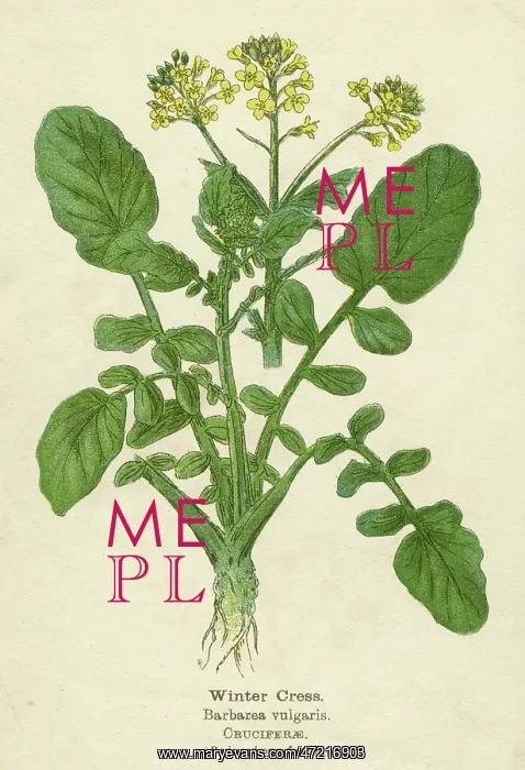  : PLANTS / BARBAREA VULGARIS