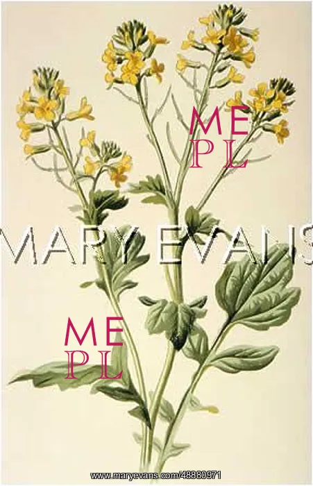  : PLANTS / BARBAREA VULGARIS