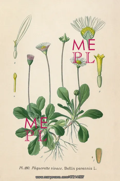  : PLANTS / BELLIS PERENNIS