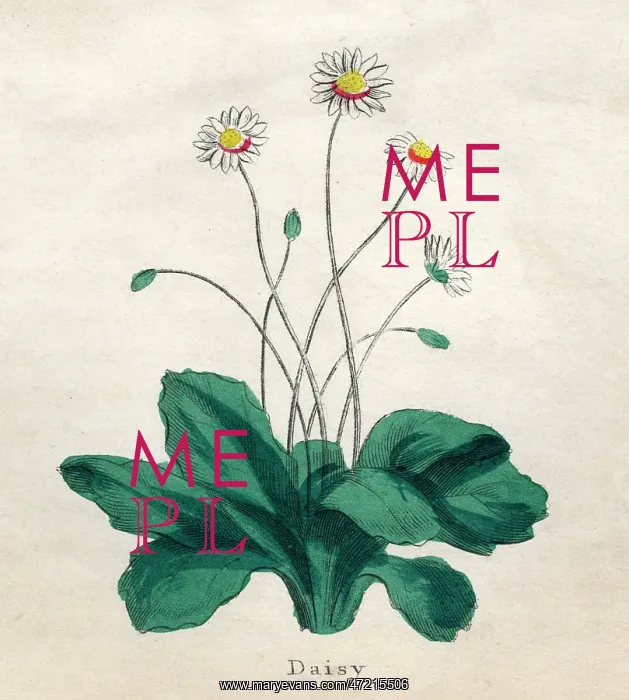  : PLANTS / BELLIS PERENNIS