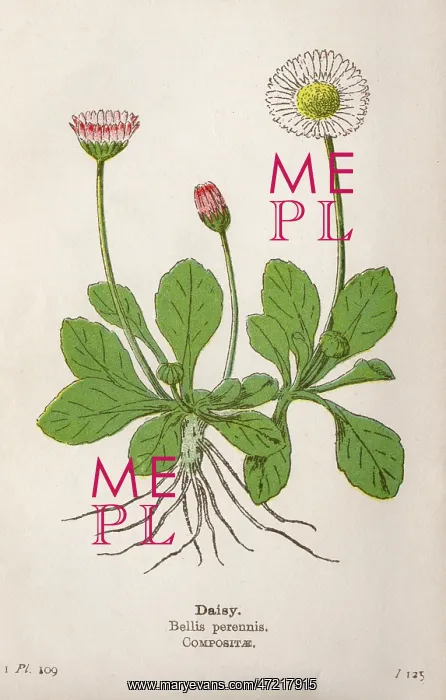  : PLANTS / BELLIS PERENNIS