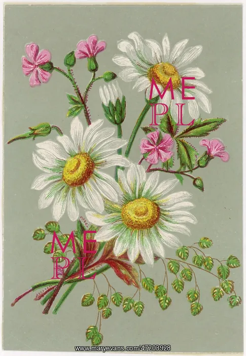  : PLANTS / BELLIS SP