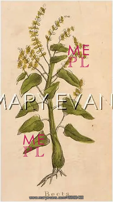  : PLANTS / BETA VULGARIS
