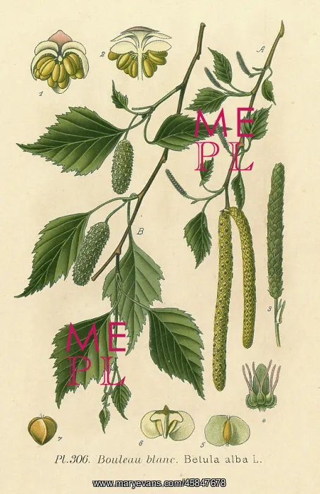  : PLANTS / BETULA ALBA