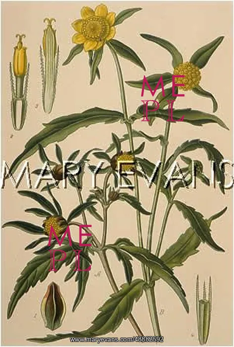 : PLANTS / BIDENS : PLANTS / BIDENS