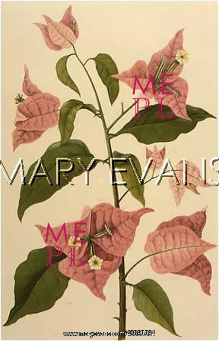  : PLANTS / BOUGAINVILLEA
