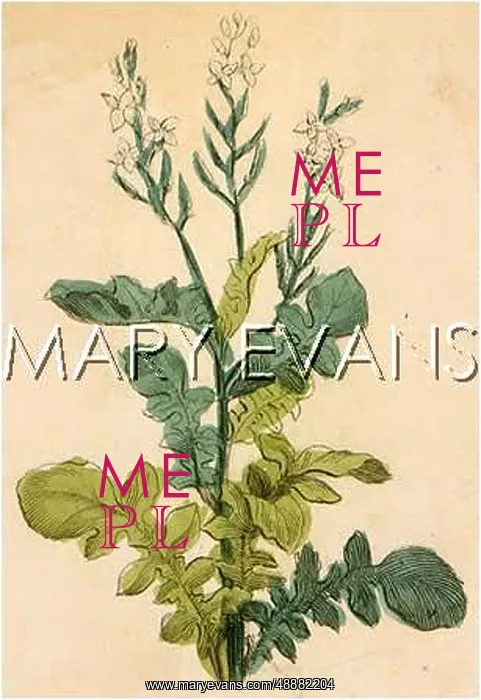  : PLANTS / BRASSICA NIGRA