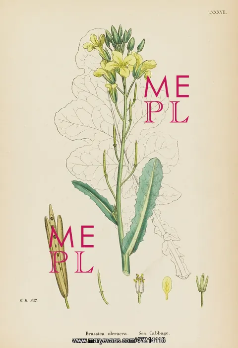  : PLANTS / BRASSICA OLERACEA