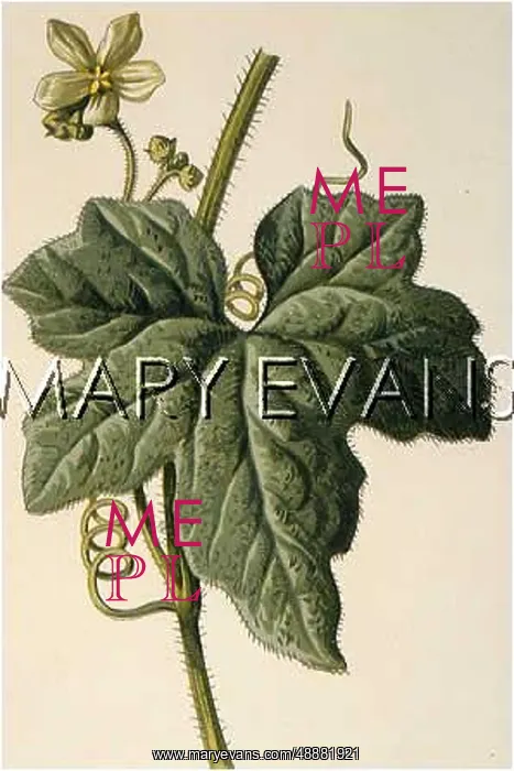  : PLANTS / BRYONIA DIOICA