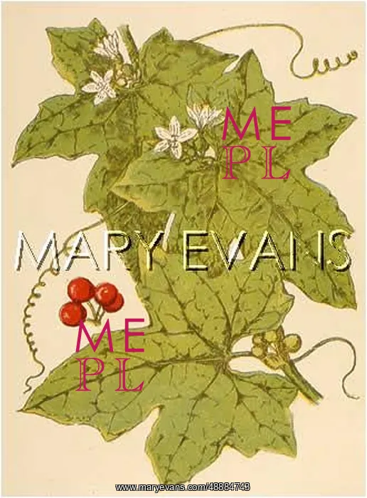  : PLANTS / BRYONIA DIOICA