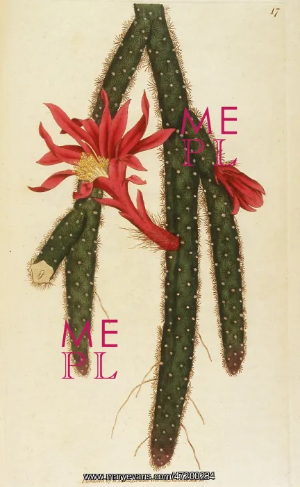  : PLANTS / CACTUS