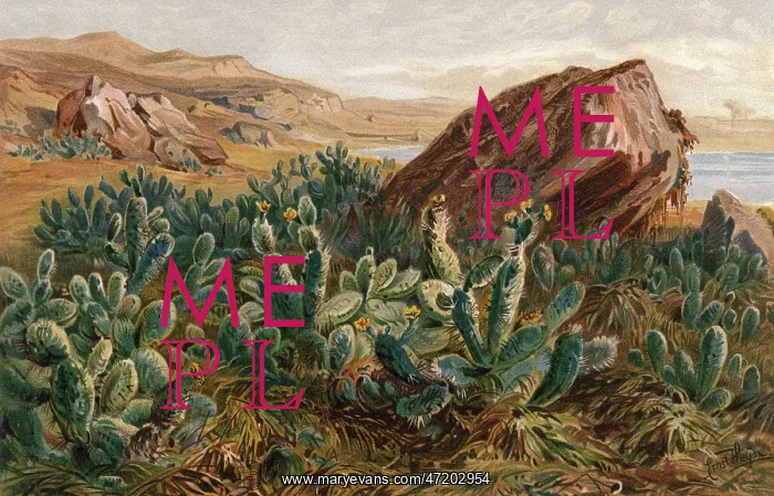 : PLANTS / CACTUS / MEXICO : PLANTS / CACTUS / MEXICO