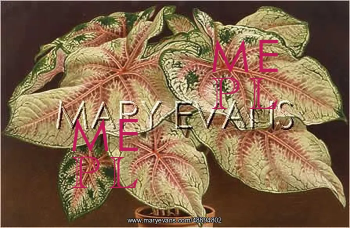 : PLANTS / CALADIUM SP