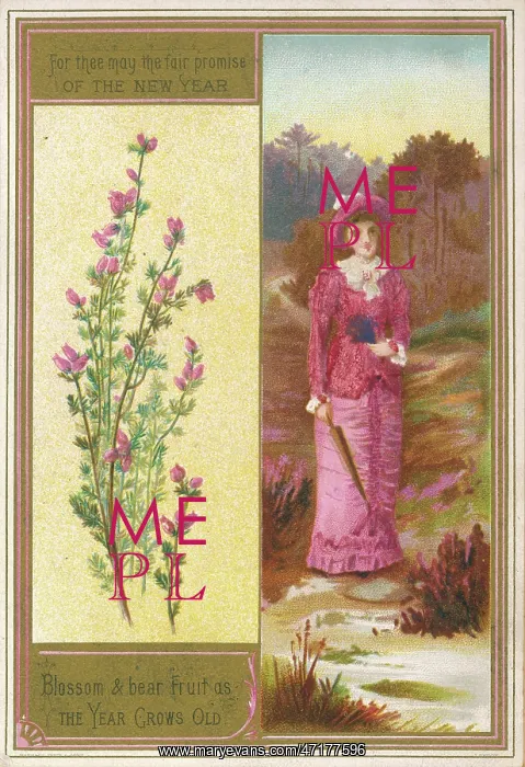  : PLANTS / CALLUNA VULGARIS