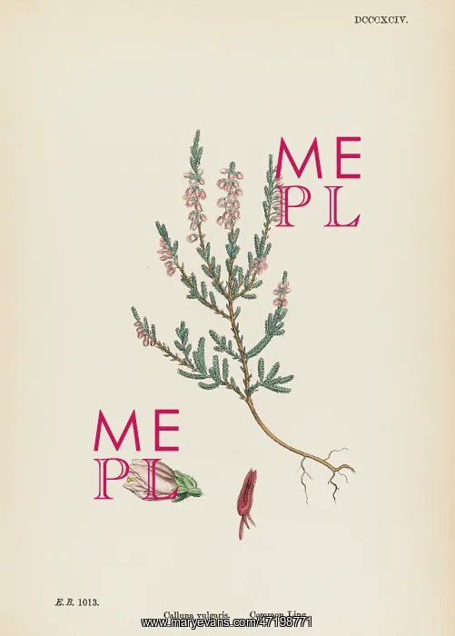  : PLANTS / CALLUNA VULGARIS