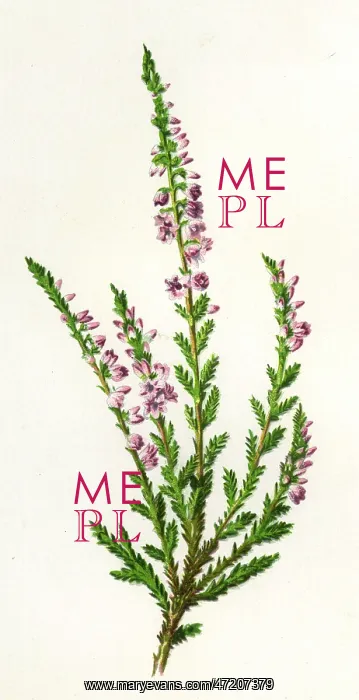  : PLANTS / CALLUNA VULGARIS