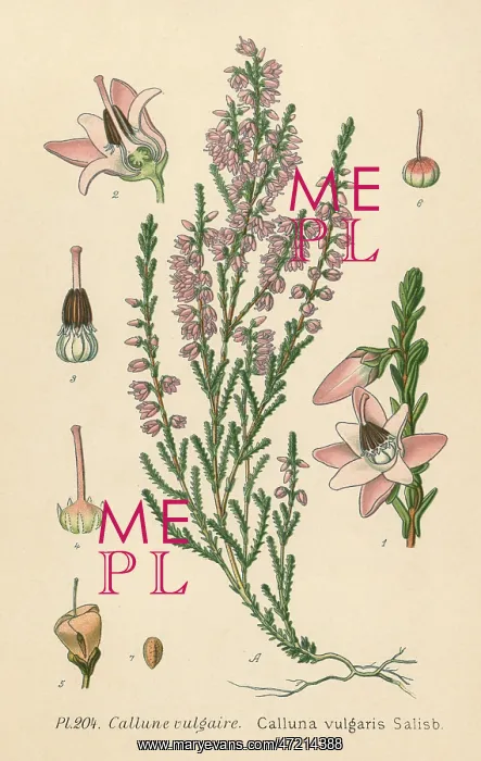  : PLANTS / CALLUNA VULGARIS