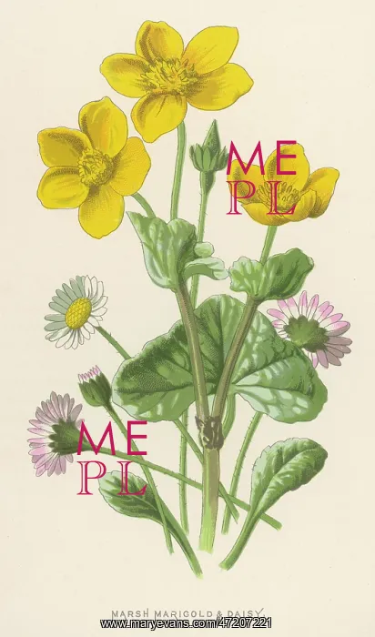 : Plants - Caltha Palustris : Plants - Caltha Palustris