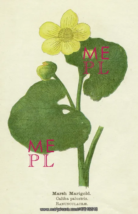  : PLANTS / CALTHA PALUSTRIS