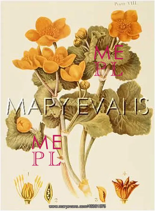  : PLANTS / CALTHA PALUSTRIS