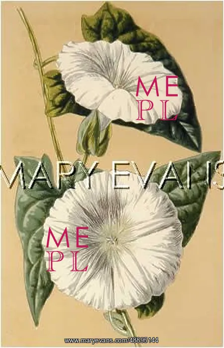  : PLANTS / CALYSTEGIA SEPIUM
