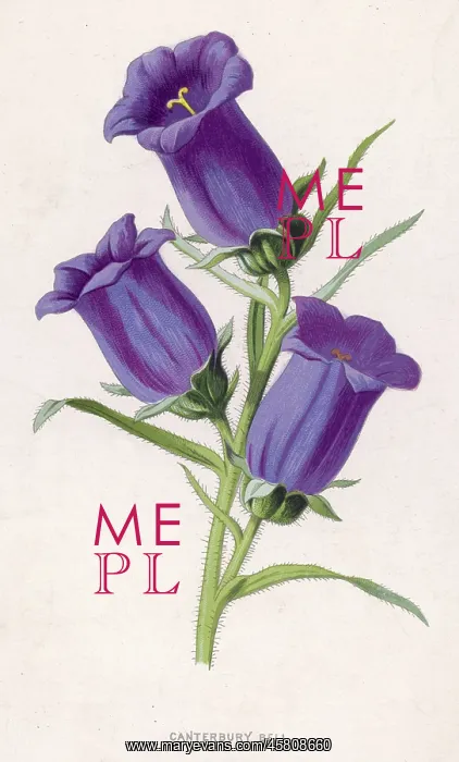  : Plants: Campanula Medium or Canterbury bell